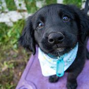 Border Collie, Golden Retriever, and Sporty Mix Puppies from Turbo Border Collies & Coltrievers