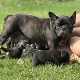 Joy - French Bulldog