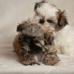 Shih Tzu Puppies from Good Lil Shih Tzu