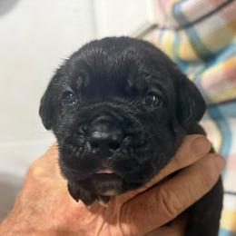 Hot Pink Collar - Black brindle female Cane Corso puppy in Paris, Texas from Knucklehead Cane Corso