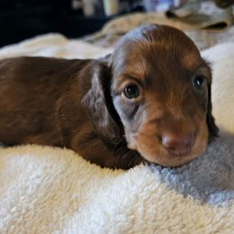 Boy - Chocolate and tan male Dachshund puppy in Lebanon, Oregon from Willow Moons Dachshunds