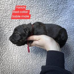 Yorick - Sable male German Shepherd puppy in New Cambria, Missouri from Des Hausraben Shepherds