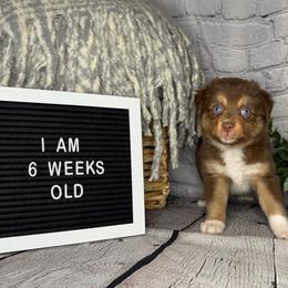 Princess Ariel - Red tri female Miniature Australian Shepherd puppy in Peoria, Arizona from B My Sunshines Mini Aussies