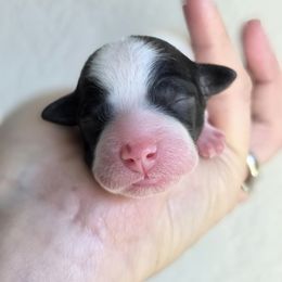Snowball - Parti female Goldendoodle puppy in Leander, Texas from Doodle Doula