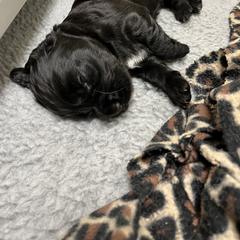 English Cocker Spaniel Puppies from Rock Moss Farm and Kennel