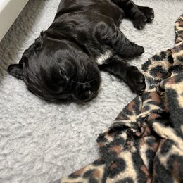 English Cocker Spaniel Puppies from Rock Moss Farm and Kennel