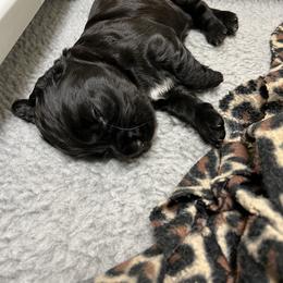 English Cocker Spaniel Puppies from Rock Moss Farm and Kennel