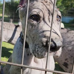 Marvin - Merle male Great Dane puppy in Miamisburg, Ohio from Iron Horse Kennel