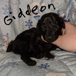 Great Dane and Poodle Puppies from Elizabeth Poodle and Dane Pups