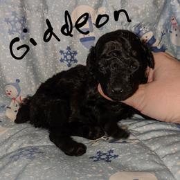 Great Dane and Poodle Puppies from Elizabeth Poodle and Dane Pups