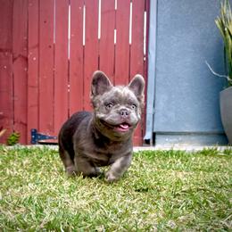Axel - Tricolors male French Bulldog puppy in San Diego, California from Hlop Frenchies LLC