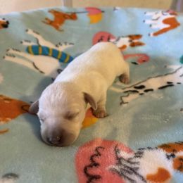 Girl 3 - Cream female Dachshund puppy in Ocala, Florida from Harvin’s Weenie Gang