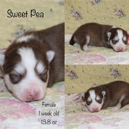 Sweet Pea - Chocolate female Pomsky puppy in Denham Springs, Louisiana from Bayouland Pomskies