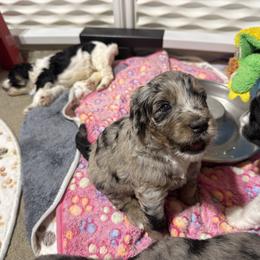 Martha (Mrs Hudson) - Blue merle female Bernedoodle puppy in Springfield, Missouri from Doodle Dandy Bernedoodles