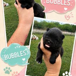 Bubbles - Black female Pomeranian puppy in Orange Grove, Texas from Davis Poms