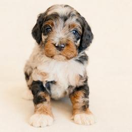 Auto - Merle male Cockapoo puppy in Santa Barbara, California from K+C Doodles