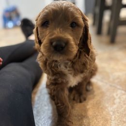 Goldendoodle Puppies from Krista Hayden