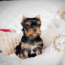 Daisy - Black and tan female Yorkshire Terrier puppy in Marmaduke, Arkansas from Copper Ridge Yorkies