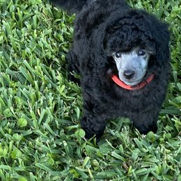 Poodle Puppies from Zoelle Poodles