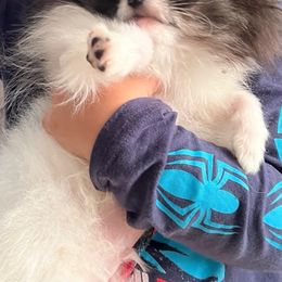 Boy 1 - Black and tan parti Pomeranian puppy in California from Lovingly Pomeranians
