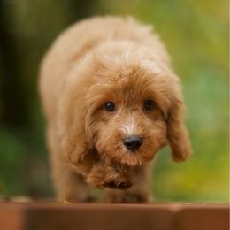 Blizzard - Red male Cavapoo puppy in Deming, Washington from Heavenly Puppies to Love