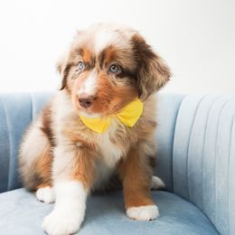 Golden Retriever, Miniature American Shepherd, and Siberian Husky Puppies from HuskiesAndGoldensWithFinesse