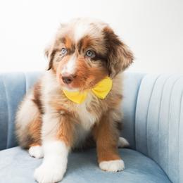 Golden Retriever, Miniature American Shepherd, and Siberian Husky Puppies from HuskiesAndGoldensWithFinesse