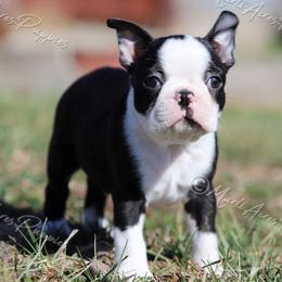 AKC 'Tubby' - Black and white male Boston Terrier puppy in Lamar, Missouri from Marti Acres ~ Boston Terrier & Beagles