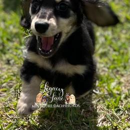 Dachshund Puppies from Legacy Lane Dachshunds