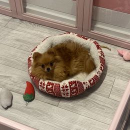 Angel Boy - Orange male Pomeranian puppy in Macon, Georgia from Pomflower Pomeranians