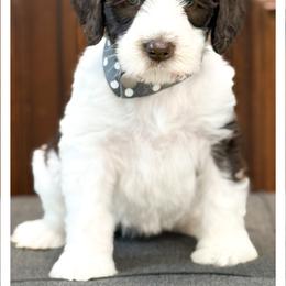 Miss Grey - Chocolate female Australian Labradoodle puppy in Wake Forest, North Carolina from Lucky Country Labradoodles