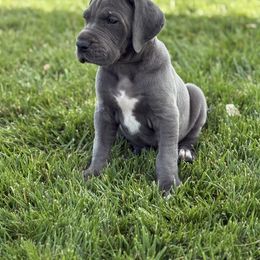 Great Dane Puppies from Top Brackett Danes