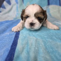 Gilligan - Brown and white male Shichon puppy in Ronda, North Carolina from Willow River