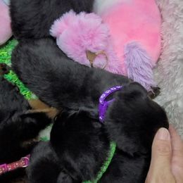 Boy 5 - Rottweiler puppy in Cocoa, Florida from Space Coast Rottweilers