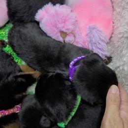 Boy 5 - Rottweiler puppy in Cocoa, Florida from Space Coast Rottweilers