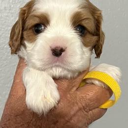 Yellow  collar - Blenheim male Cavalier King Charles Spaniel puppy in Great Bend, Kansas from Bridgeford Cavaliers