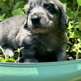 Dachshund Puppies from Memaw’s Minis Babies Doxies