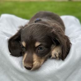 Arlo - Chocolate and tan male Dachshund puppy in Stilwell, Oklahoma from Mountain Top Dachshunds