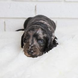 Zurg - Merle male Labradoodle puppy in Bryantown, Maryland from Doodles on Duty