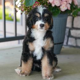 Rouge (socialization program student) - Tri-color male Bernedoodle puppy in Dundee, Ohio from Down Home Doodle