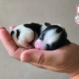 Dylan - Black tan and white female Biewer Terrier puppy in California from Corazon de gigante