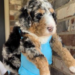 Basil - Blue merle male Bernedoodle puppy in Richmond, Texas from Harper’s Heartbeats