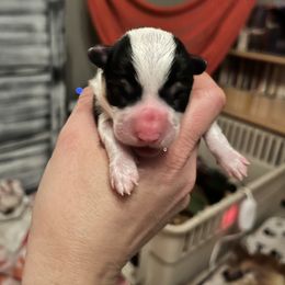 Pembroke Welsh Corgi Puppies from Fuzzy Butt Corgis
