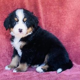 Brown Collar Male - Black rust and white male Bernese Mountain Dog puppy in Bristol, Tennessee from Holston Hollow Farm