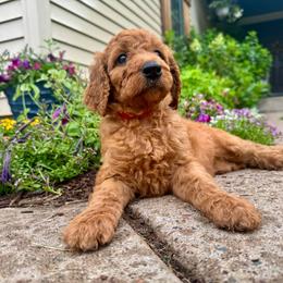 Nora - Red female Irish Doodle puppy in Hammond, Wisconsin from Queen of the Hill Puppies