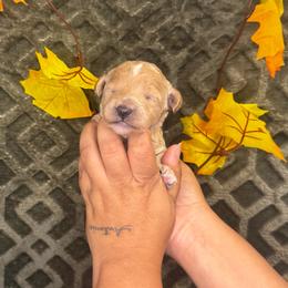 Stand by Me - Cream male Poodle puppy in Hemet, California from Vallevistadoodles