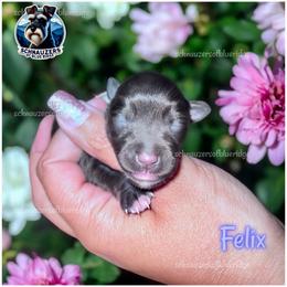 Felix - Liver male Miniature Schnauzer puppy in Spruce Pine, North Carolina from Schnauzers of Blue Ridge