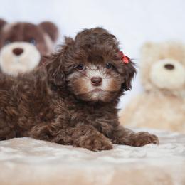 Bria - Liver female Shihpoo puppy in Nickelsville, Virginia from The Teddybear Shihpoo