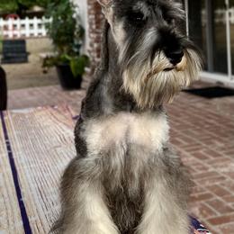 Giant Schnauzer and Miniature Schnauzer Puppies from My Angel Schnauzers