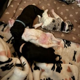 Aussiedoodle Puppies from Vali Girl Aussiedoodles